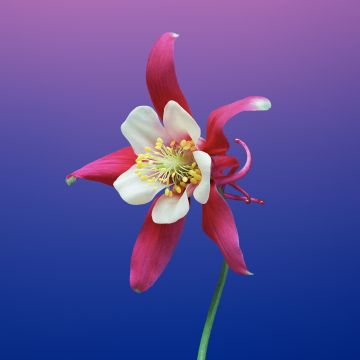 Aquilegia flower, Gradient background, macOS Mojave, iOS 11, Stock, 5K