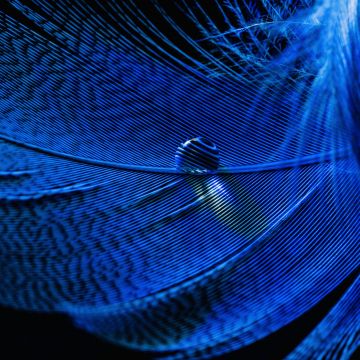 Blue Feather, Macro, Water drop, Closeup Photography, Dew Drops, 5K, 8K