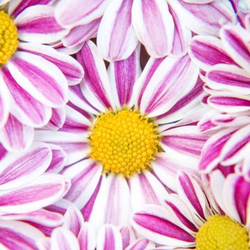 Chrysanthemum flowers, Pink flowers