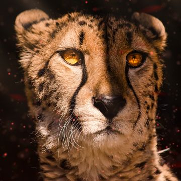 Cheetah, Southeast African cheetah, Fire, 5K