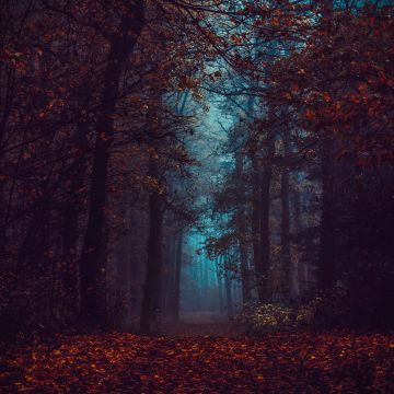 Forest, Fall Foliage, Fog, Morning, Dark, Path, Autumn Forest, Mist, Landscape