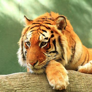 Tiger, Log, Staring, Rest, Big cat, Wild animals