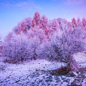 Winter forest, Trees, Landscape, Frost, Snow covered, Sunrise, Morning, Konary, Poland