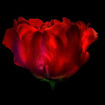 Red Rose, AMOLED, 8K, Red flower, Rose flower, Dew Drops, Droplets, Black background