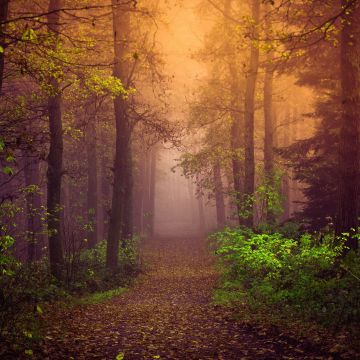 Autumn, Mist, Forest, Path, Trees, Fog, , Landscape, Autumn Forest, Foliage