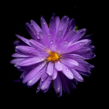 Aster flower, Purple Flower, Black background, AMOLED, 5K