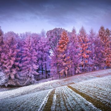 Winter forest, Landscape, Frost, Snow covered, Sunrise, Morning, Konary, Poland, Aesthetic