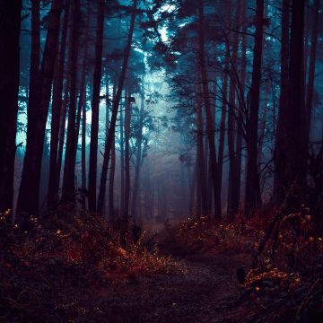 Forest, Fog, Morning, Dark, Path, Autumn Forest, Mist, Landscape