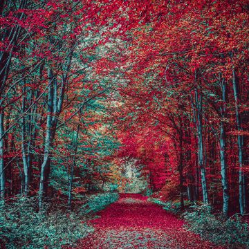 Autumn Forest, Path, Fall Foliage, Trees, Landscape, Scenic