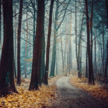 Poland, Forest, Trees, Autumn, Path, Landscape, Fog, Frost