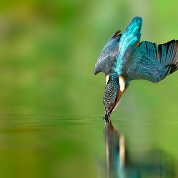 Kingfisher bird, Flying bird, Catching a fish, Fish hunting, Green background