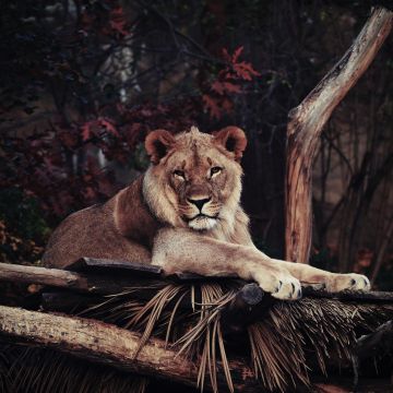 Lion, 5K, Wild animal, Carnivore, Staring, Big cat