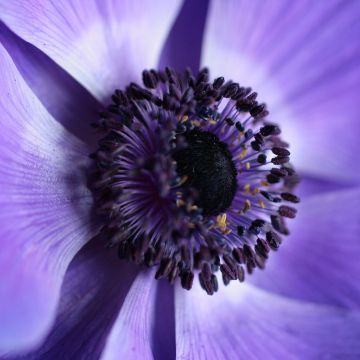 Purple Flower, Aesthetic, Macro, Bloom, Closeup Photography