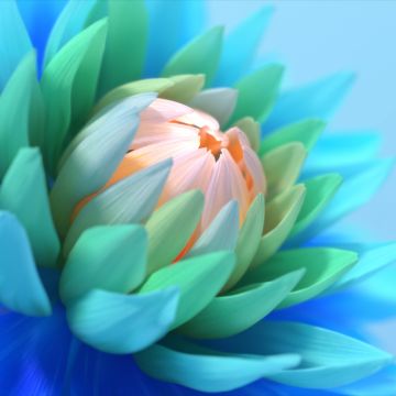 Colorful flower, Blue background, Blossom, Bloom