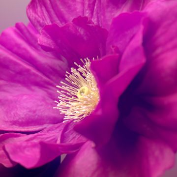 Hibiscus flowers, Pink flower, Macro