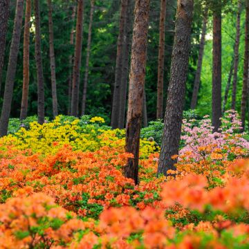 Azalea plants, Haaga Rhododendron Park, Flower garden, Colorful flowers, Landscape, Spring, Finland, 5K