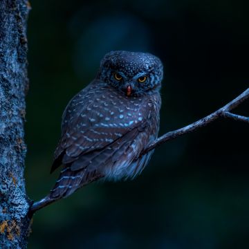 Eurasian pygmy owl, Bird, Tree Branch, Night, Dark, 5K