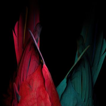 Scarlet macaw, Parrot feathers, Bird feathers, Black background, Colorful, AMOLED