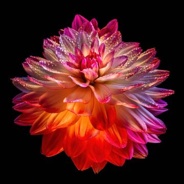 Dahlia flower, Colorful flower, Black background, AMOLED, 5K, 8K