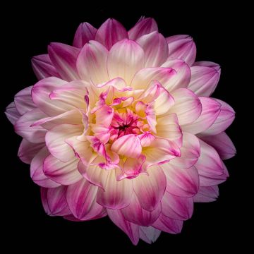 Dahlia flower, 5K, Pink flower, Pink Dahlia, Black background, AMOLED, 8K