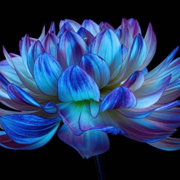 Dahlia flower, Blue flower, Blue dahlia, Black background, AMOLED, 5K