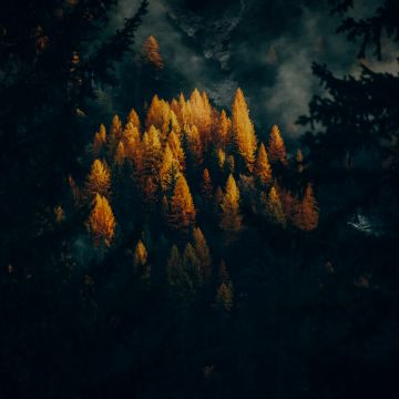 Golden larches, Fall, Forest, Trees, 5K