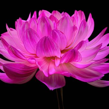 Dahlia flower, Pink flower, Pink Dahlia, Black background, AMOLED, 5K