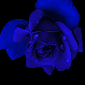 Blue rose, Rose flower, Black background, AMOLED