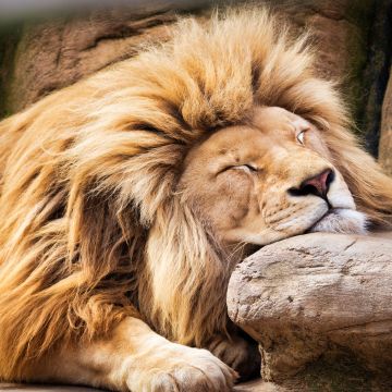 Lion, Sleeping Lion, Barbary lion, African Lion, 5K