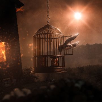 Dove, Cage, Freedom, Surreal