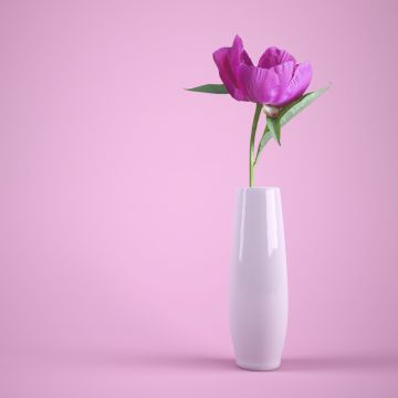 Pink flower, Flower vase, Baby pink, Pink background, Aesthetic, Pastel pink, Pastel background