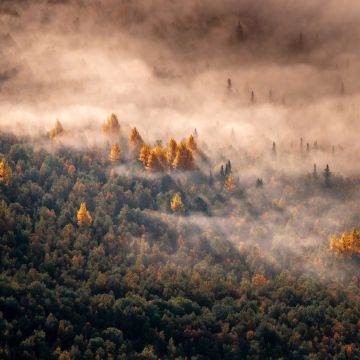 Autumn Forest, Morning light, Aerial view, Mist