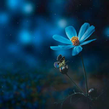 Blue flower, Pollination, Butterfly, Bokeh, Sunlight, Blue light, 5K, 8K