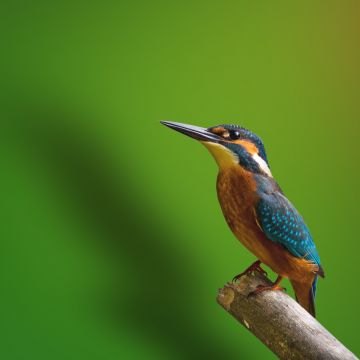 Kingfisher, Branch, Green background