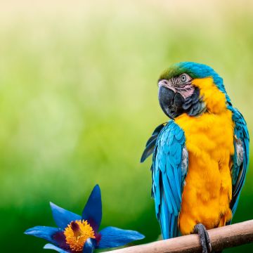 Macaw, Parrot, Green background, Blue flower, 5K