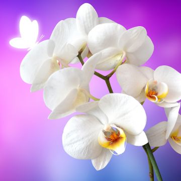 Orchid flowers, White Orchids, Pink background