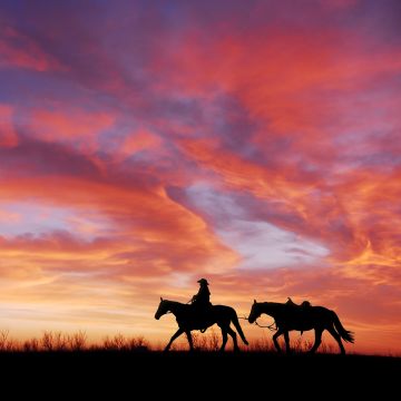 Cowboy, Horses, Silhouette, Dawn, Sunset, Western