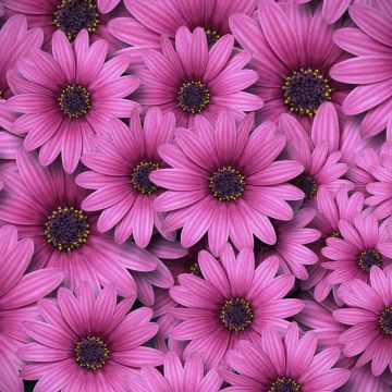 Gerbera flowers, Daisy flowers, Pink Daisies, Aesthetic, Spring