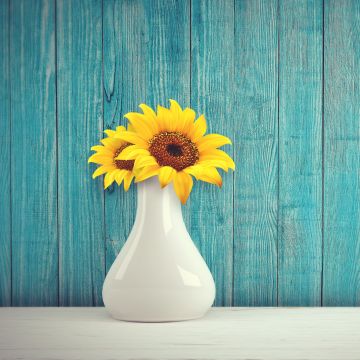 Sunflowers, Flower vase, Wooden background, Teal