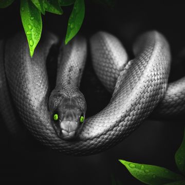 Snake, Reptile, Dark, Green eyes, Jungle, 5K