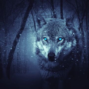 Wolf, Blue eyes, Snowfall, Winter, Night, Forest, 5K