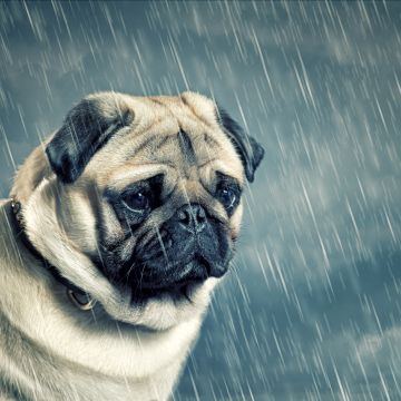 Sad Pug, Sad dog, Sad puppy, Raining, Sad animals, Sad face