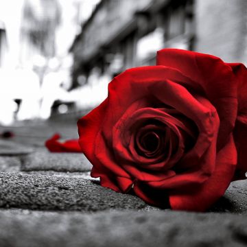 Red Rose, Monochrome background, Sad Rose, Sad mood, Sad vibes, Black and White