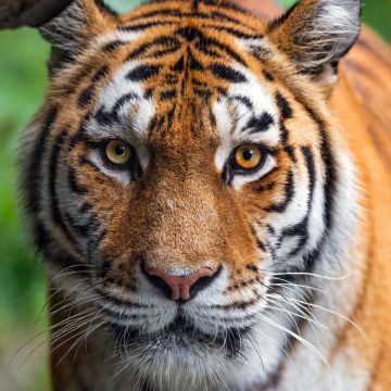 Amur tiger, Closeup, Siberian tiger