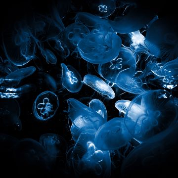 Jellyfishes, Deep Sea, Underwater, Dark background, Dark aesthetic, Bioluminescence