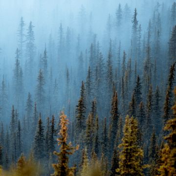 Foggy forest, Pine trees, Daytime, Banff National Park, Canada, 5K