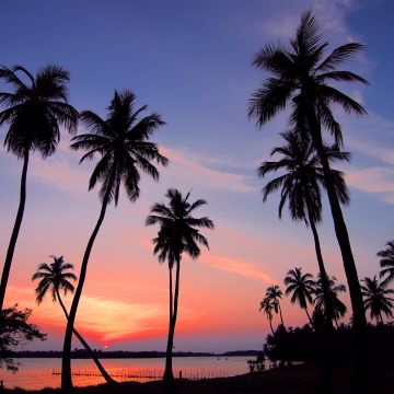 Palm trees, Sunset, Silhouette, Scenery, Dusk, 5K