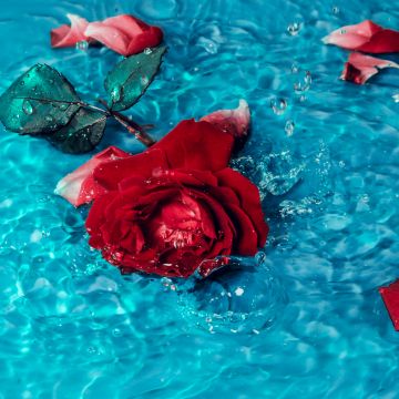 Red Rose, Rose flower, Teal background, Rose Petals, 5K