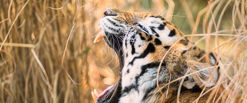 Siberian tiger, Roaring, Zoo, 5K, 8K