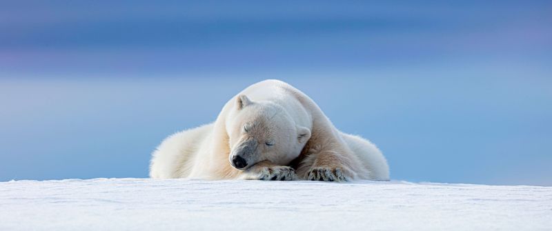 Polar bear, Arctic, 5K, 8K